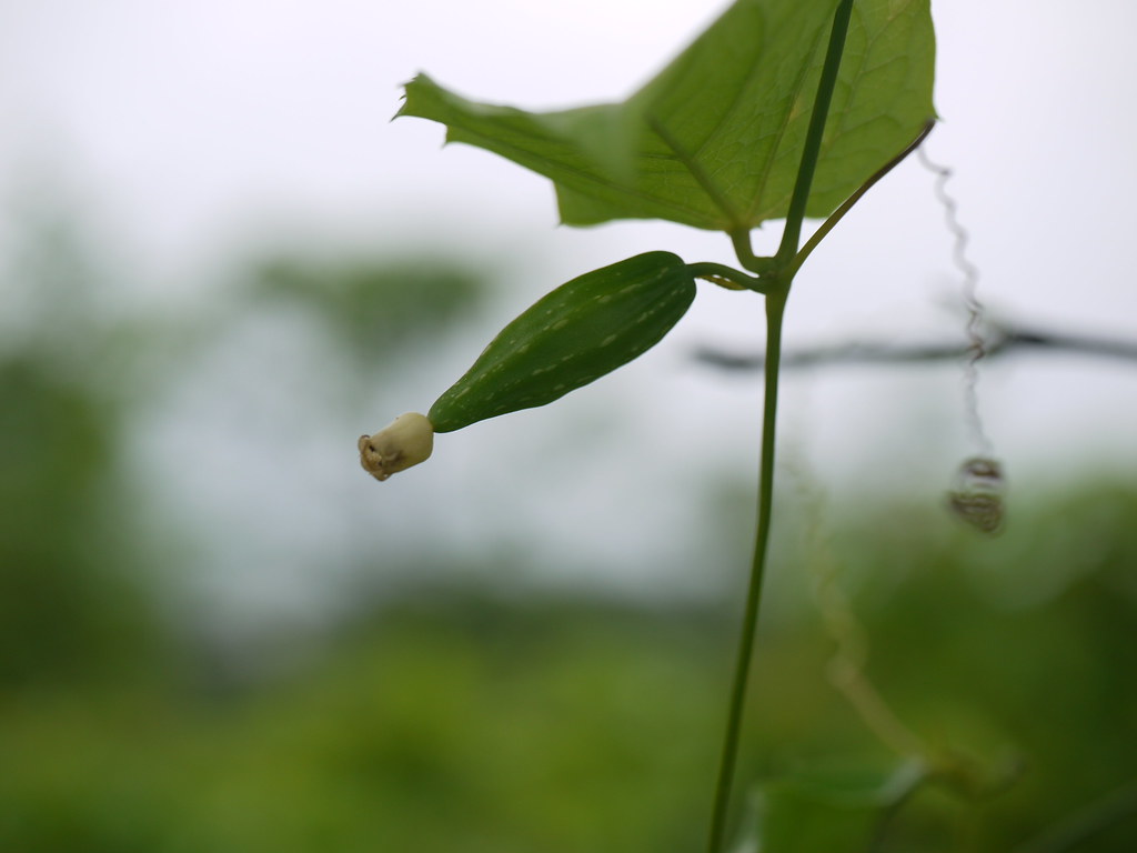 Learn to grow Cucumber