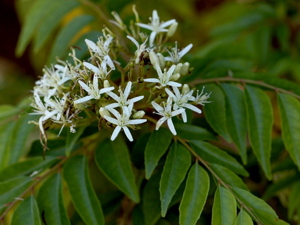 consumption of Curry leaf aids digestive functioning and is soothing for its antioxidant properties