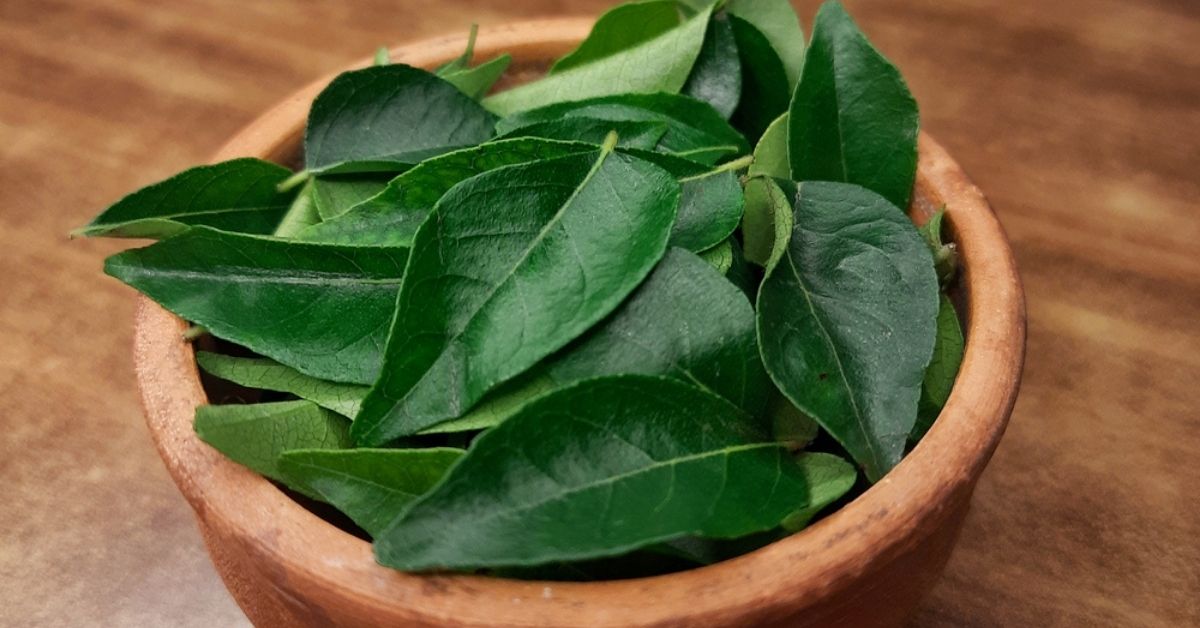 Science Says Curry Leaves Could Help Your Body Lower Cholesterol & Blood Sugar