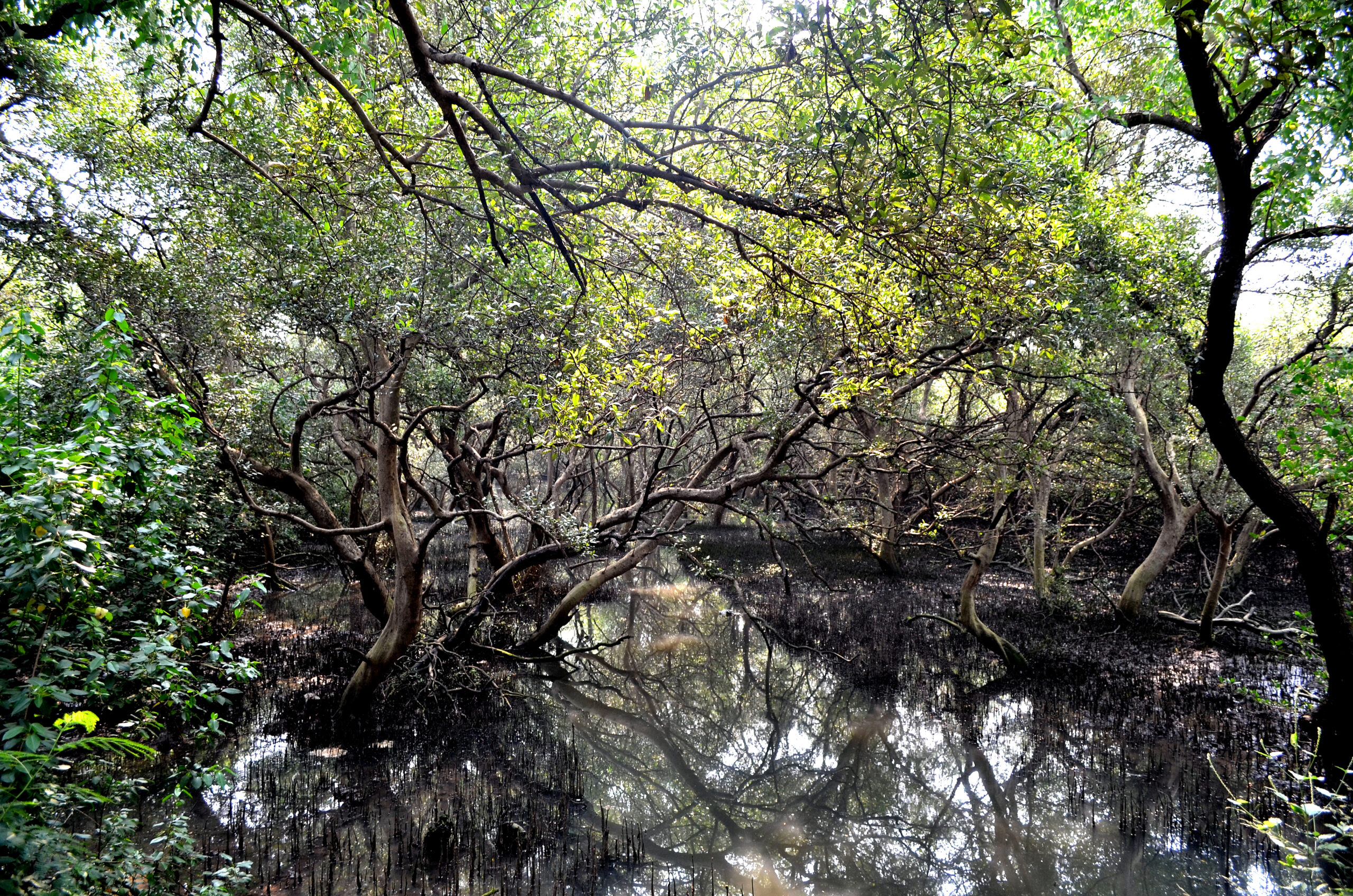 Mumbai Mangroves