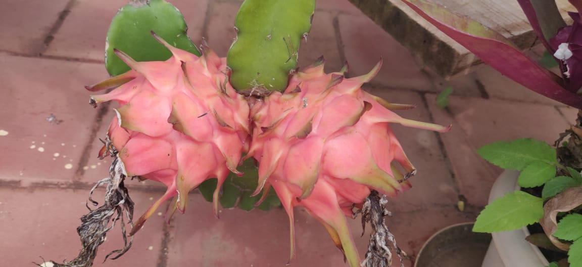 Grow dragon fruit in your garden