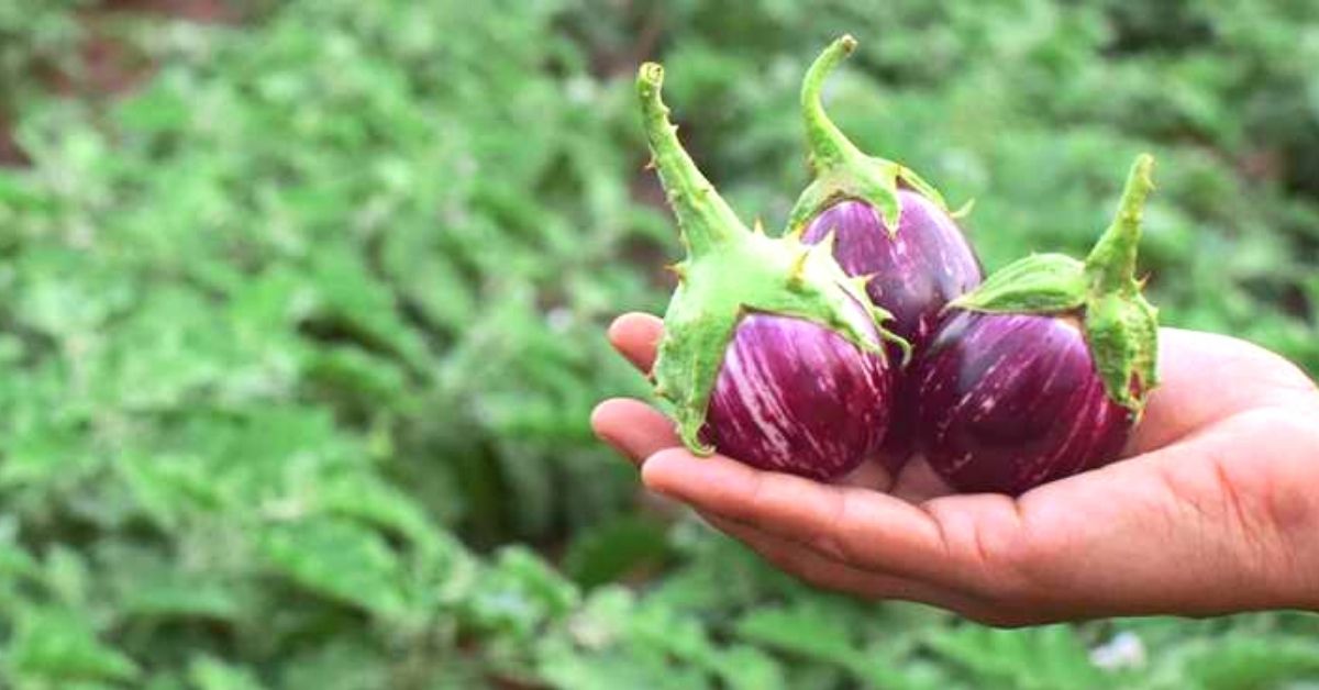Chlorogenic acid and anthocyanin compound in Brinjal
