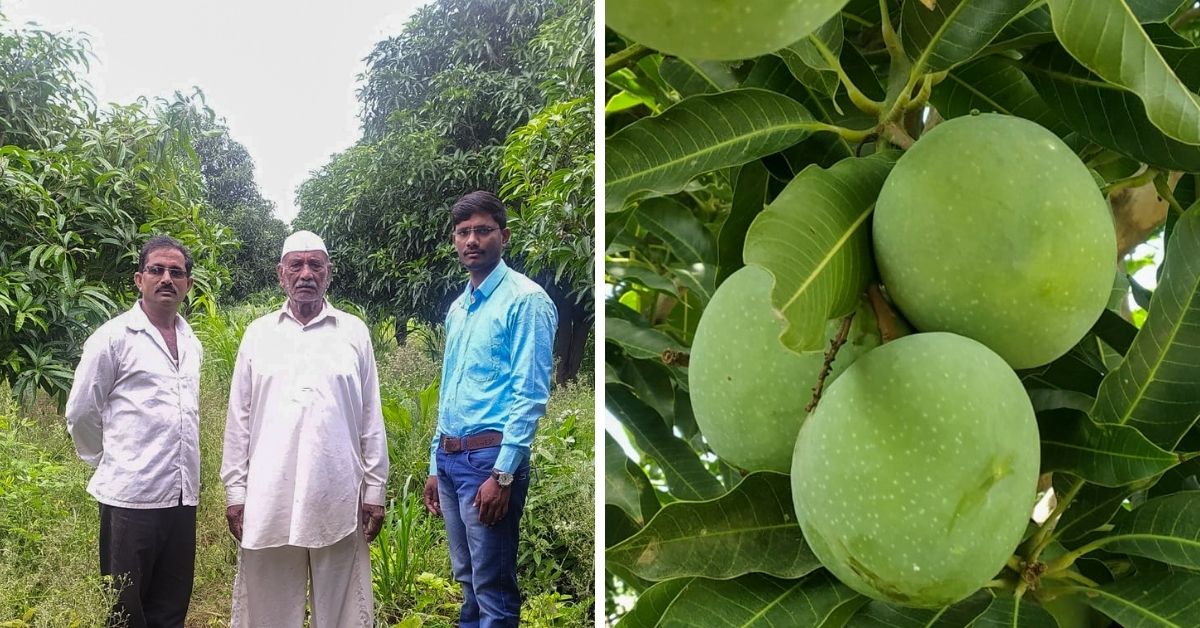 52YO Farmer Dedicates 15 Years to Revive AlmostExtinct Mango From 1 Tree