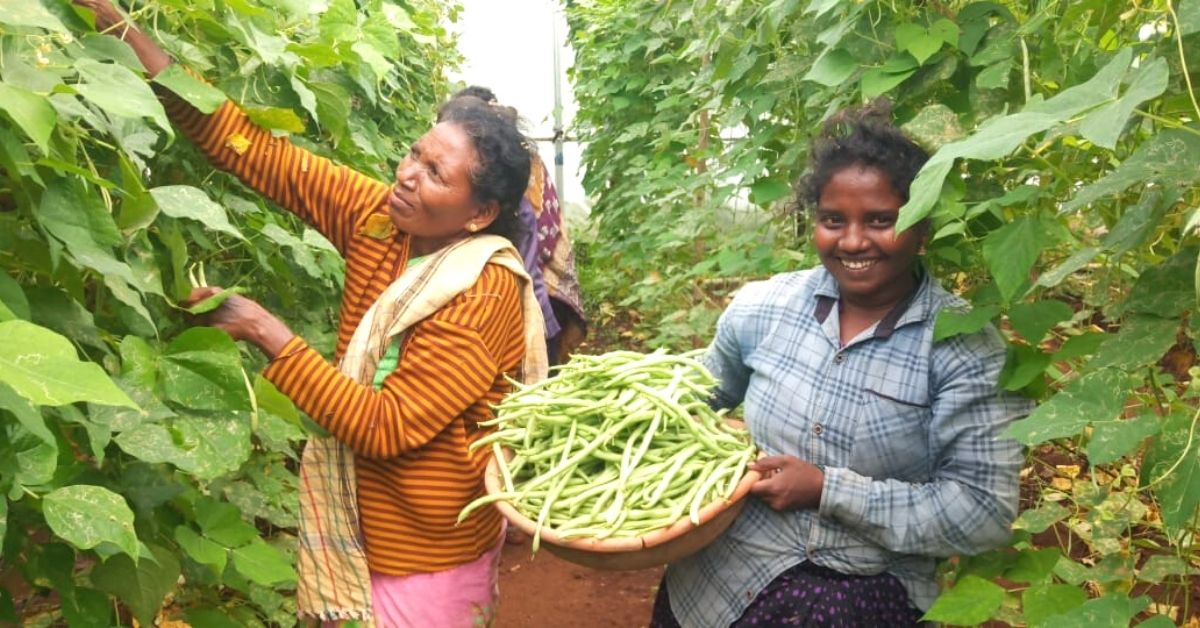 Prema, a chia seeds woman farmer, harvesting beans