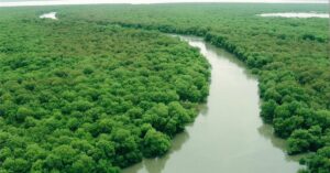 This Initiative Has Been Saving Mumbai’s Mangroves for Over 3 Decades; Here’s Why It’s Crucial