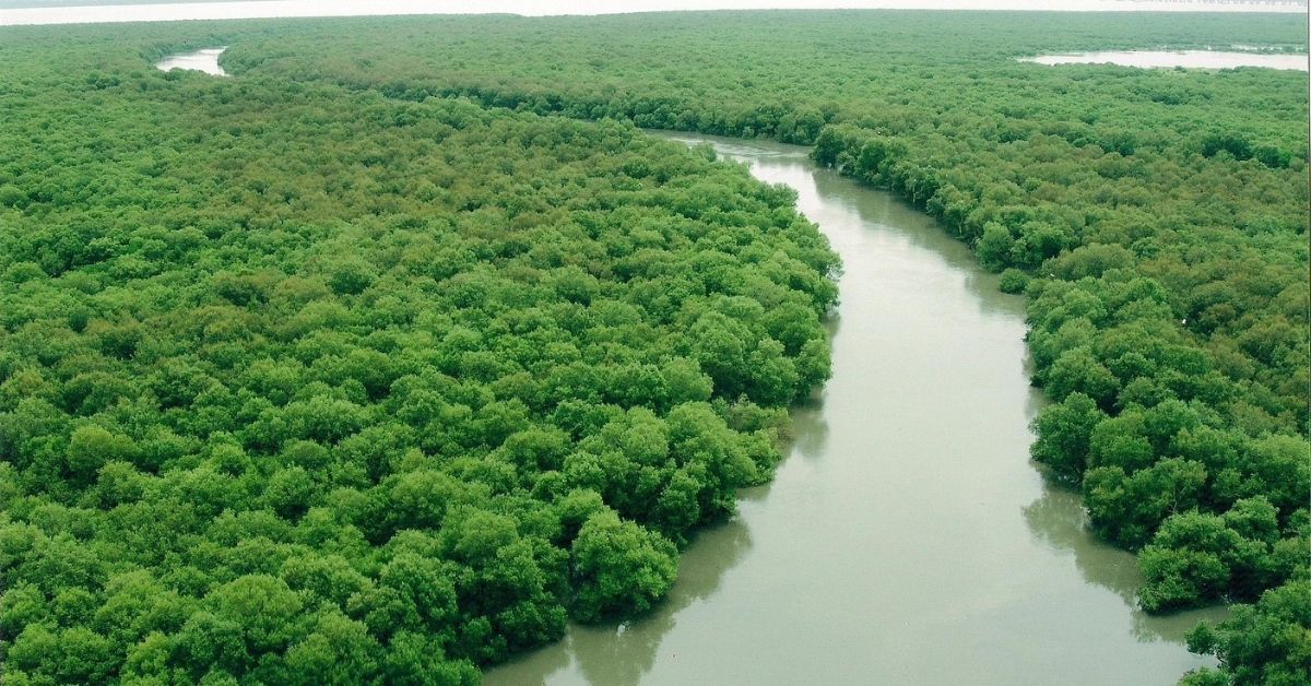 india mangrove initiative