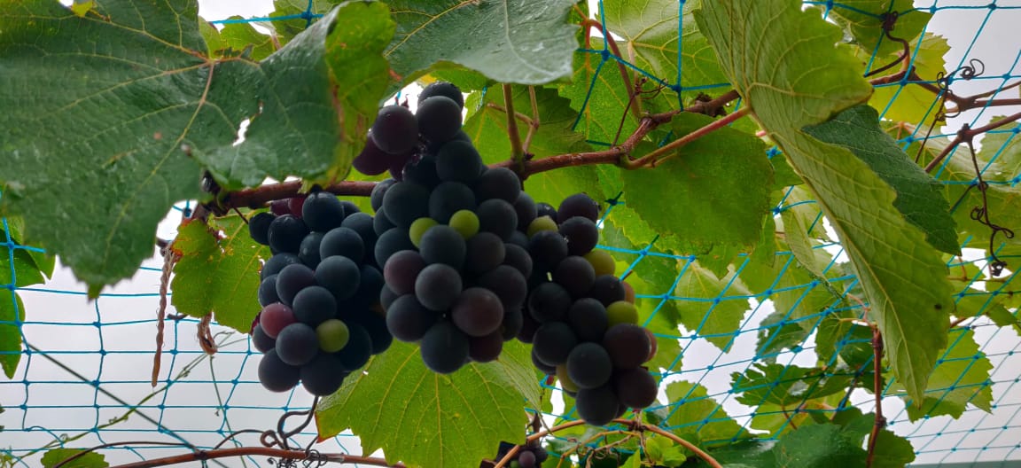 10 tips to grow fruits on terrace