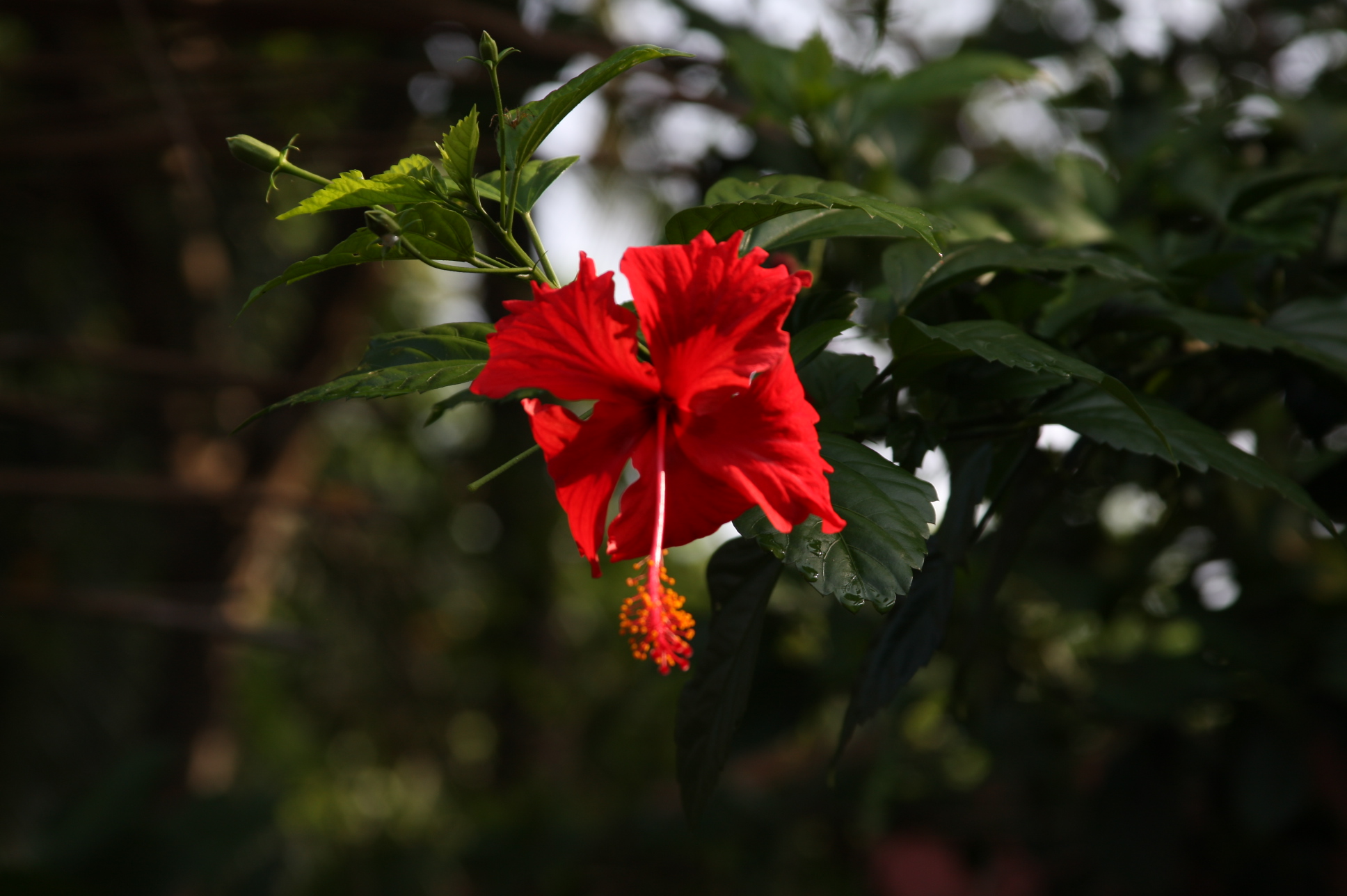 Hibiscus relieve menstrual troubles and acts as a relieving coolant on those sultry summer days