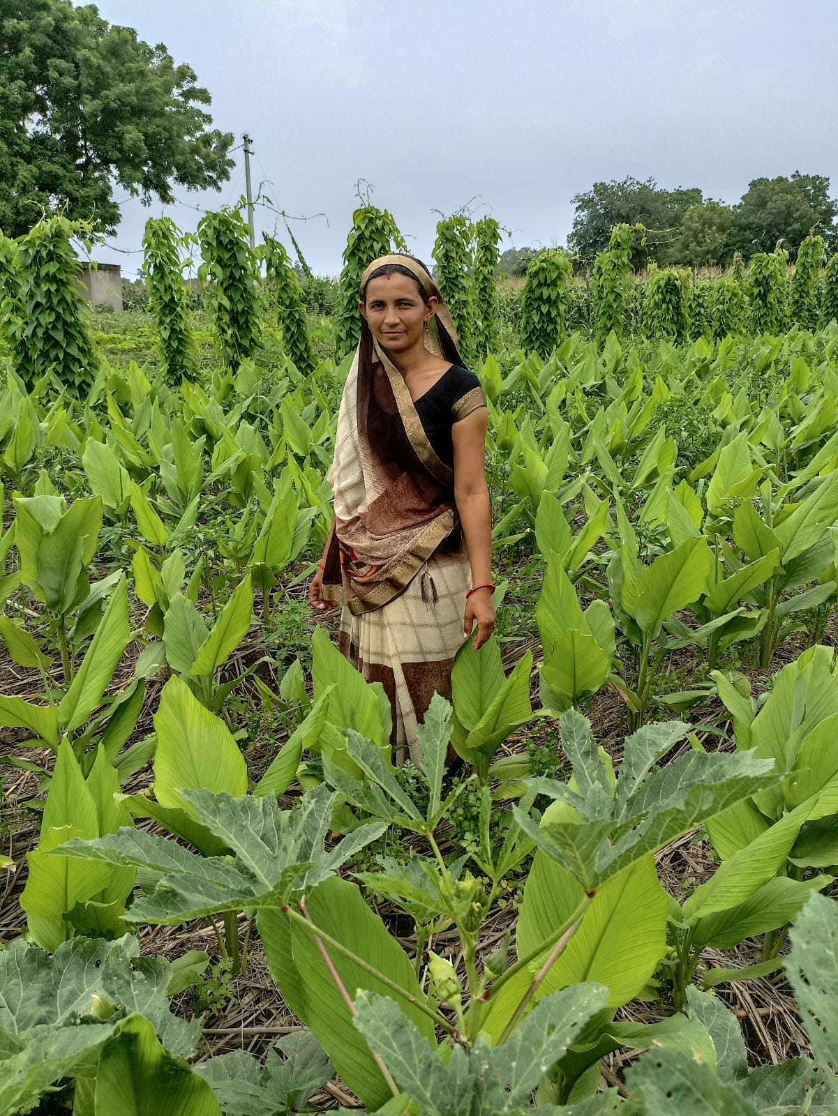 Veena's income has increased significantly due to turmeric cultivation