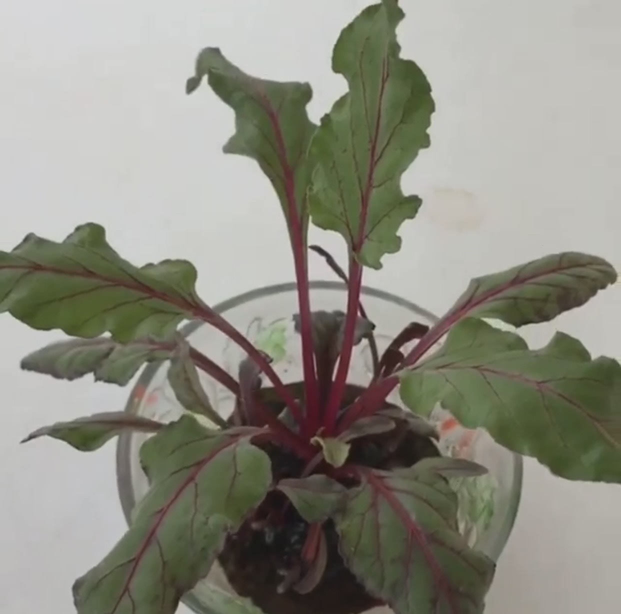 Beetroot greens for salads.