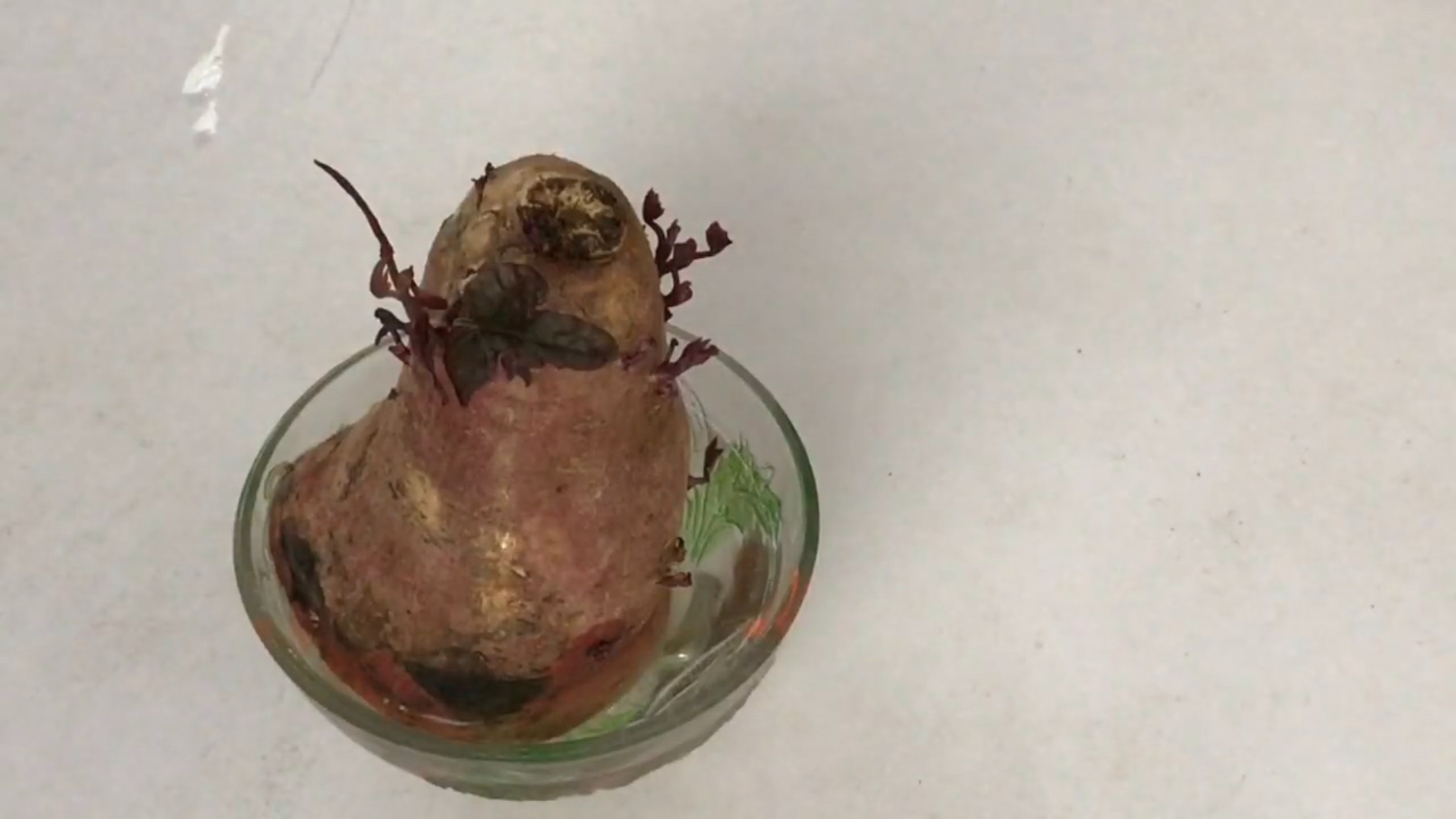 Leaves sprouting from sweet potatoes