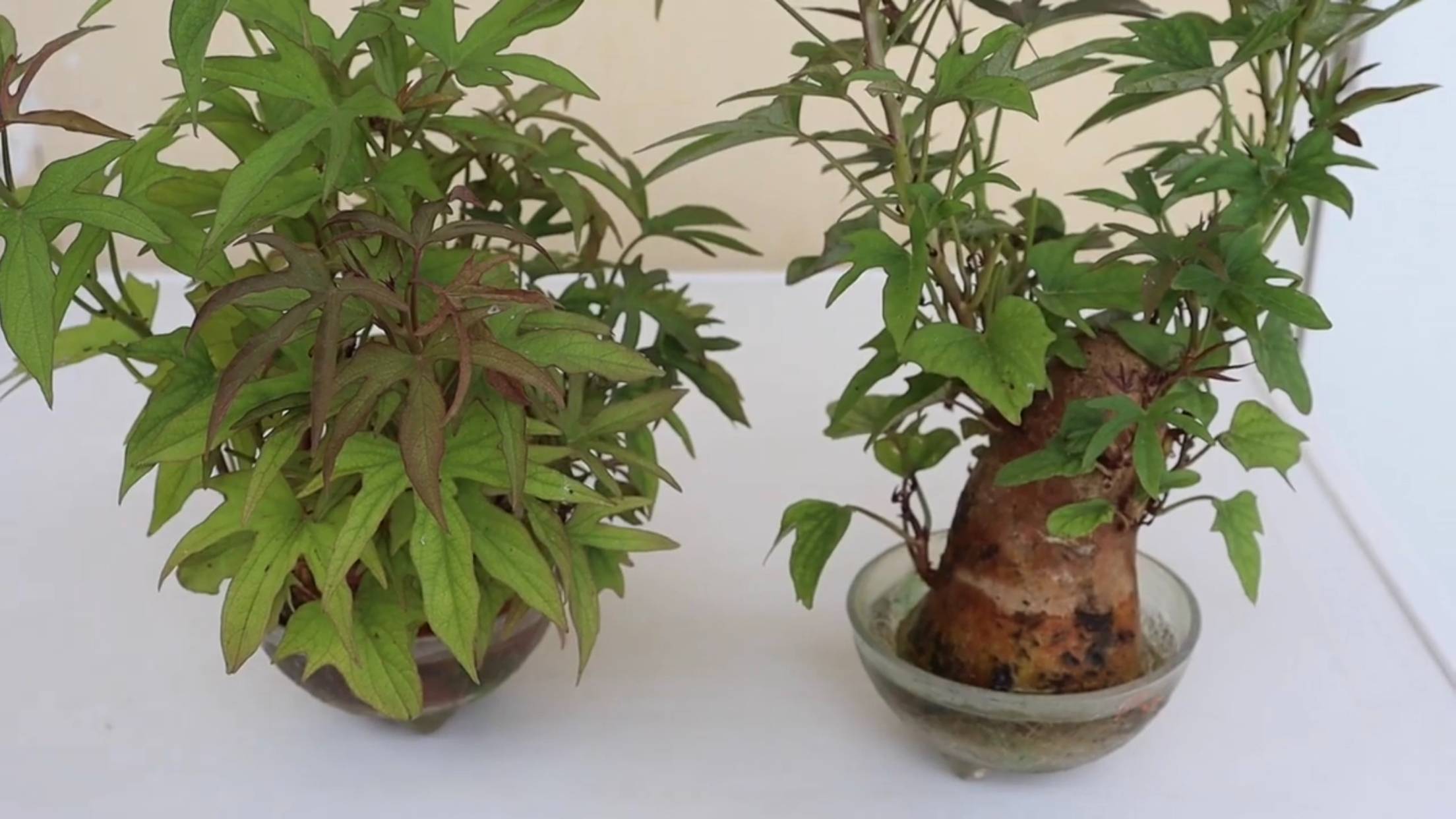 The foliage growth on sweet potatoes