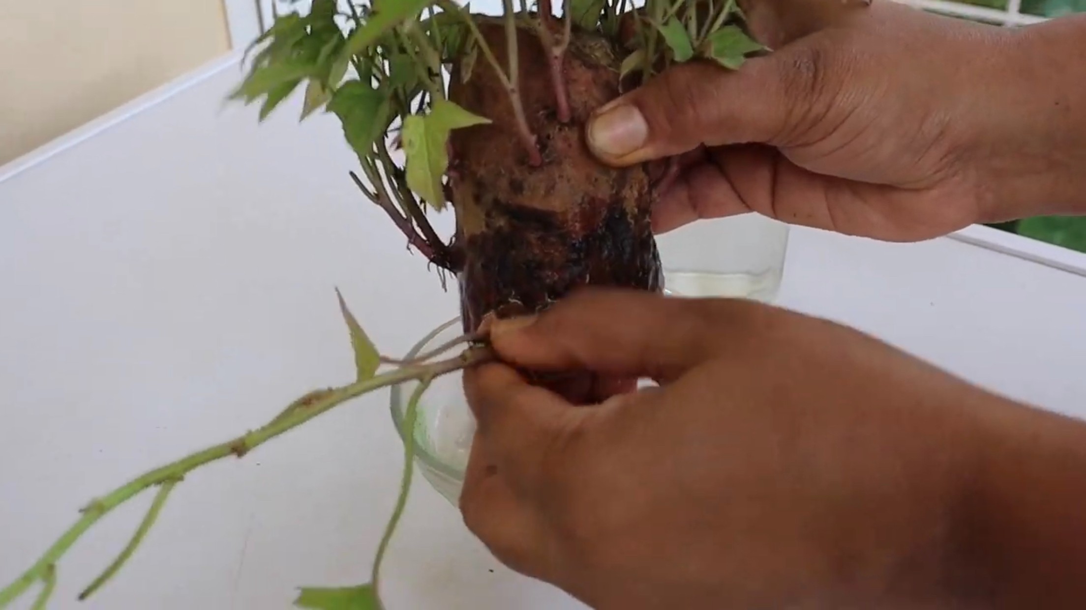 Remove shoots from the sweet potatoes