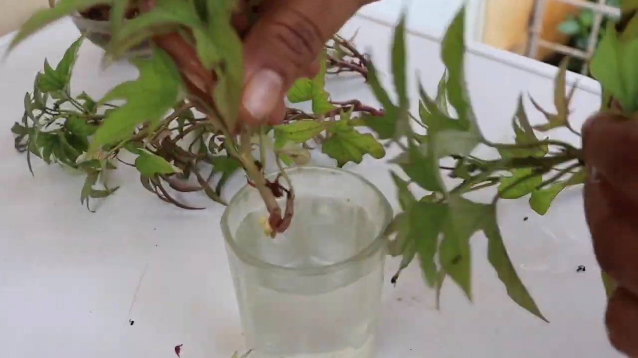 Germinate shoots in a glass of water