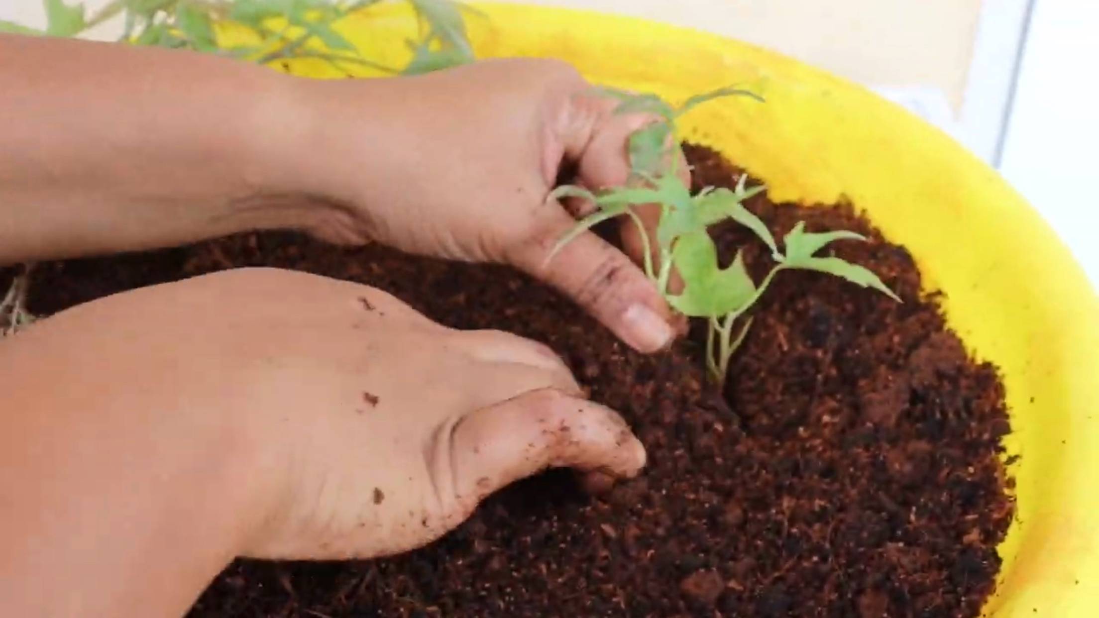 To grow sweet potato without seeds, Place the germinated shoots in the potting mix