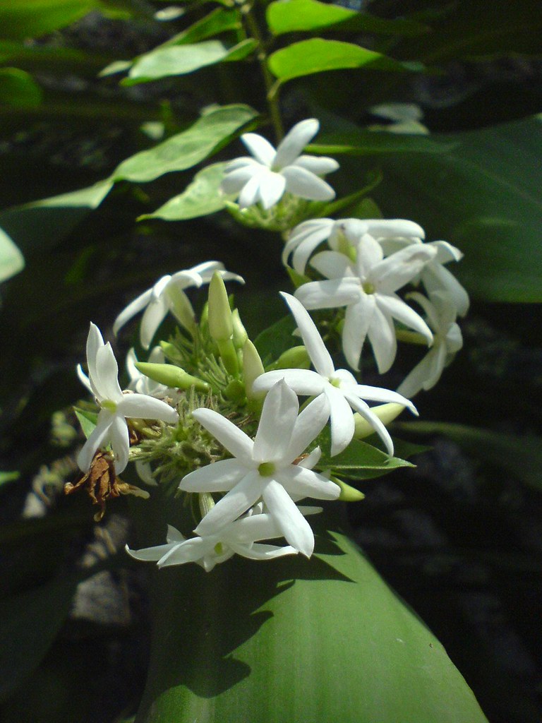 grow medicinal plant jasmine. A cup of tea infused with jasmine flowers is an olfactory pleasure