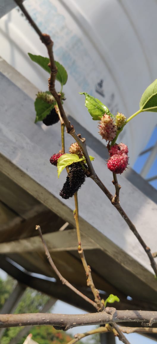 tips to grow mulberry