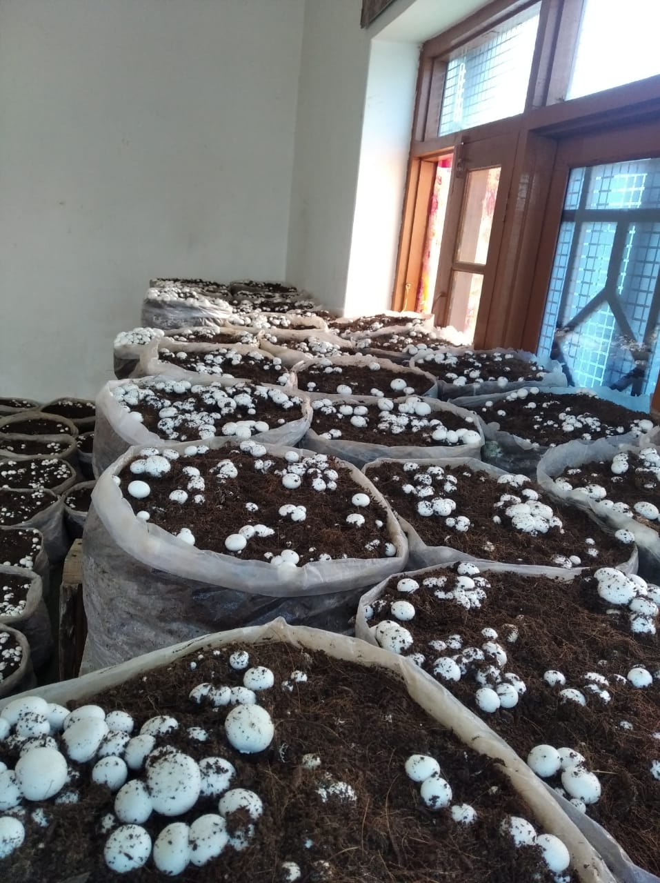 Neelofer grows Mushroom at home for livelihood.