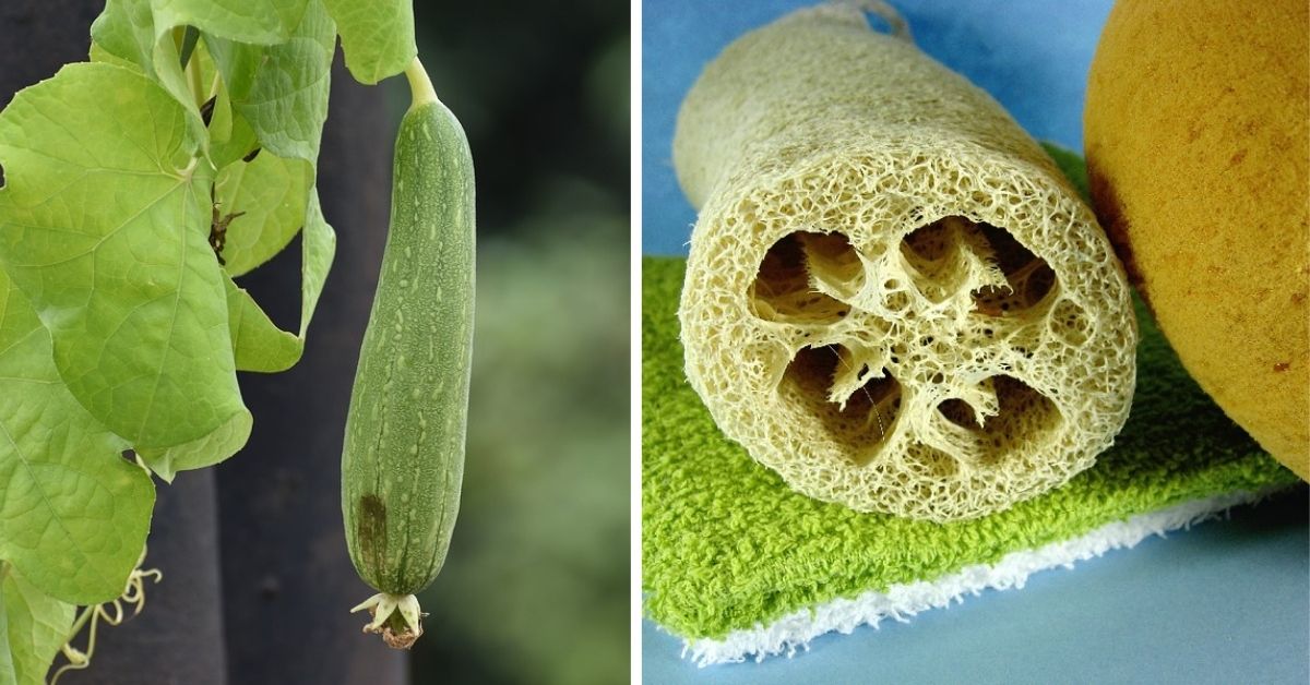 Grow natural loofah at home