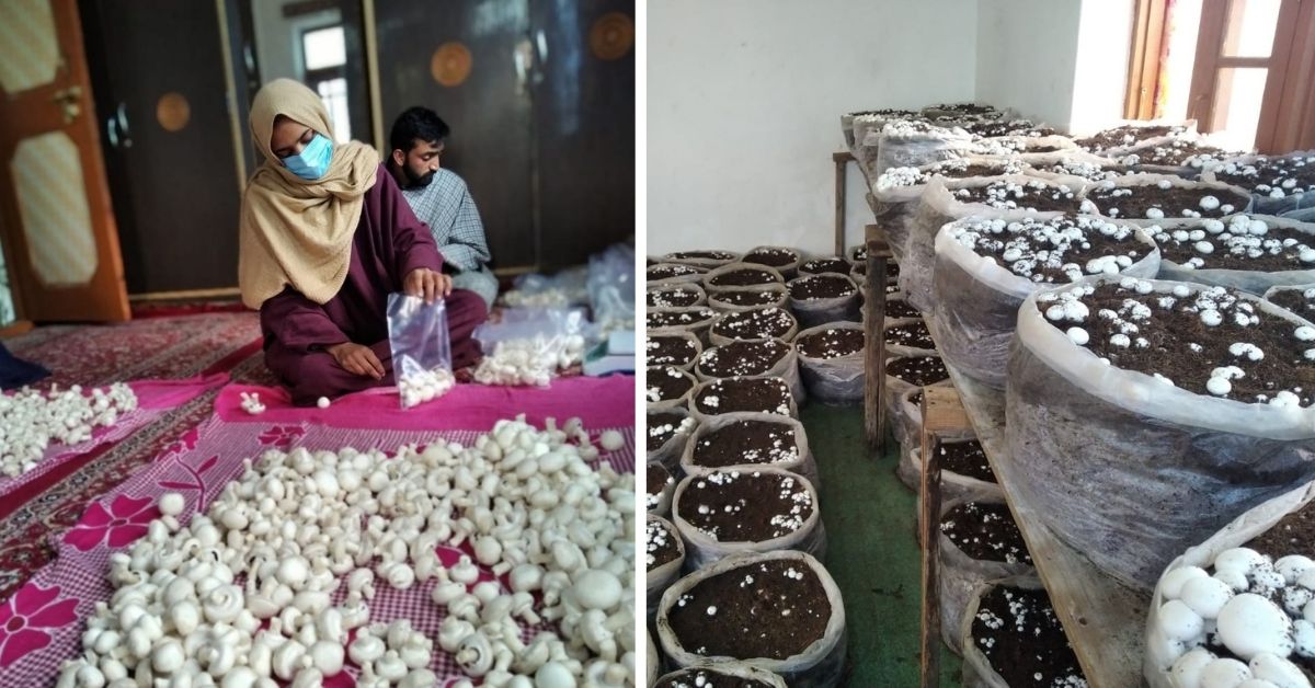 Want To Grow Button Mushrooms at Home? Kashmiri Girl Shares How She Earns Rs 70k/Month