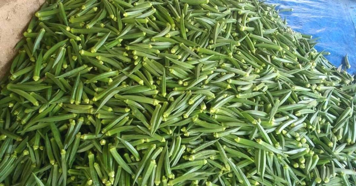 Okra