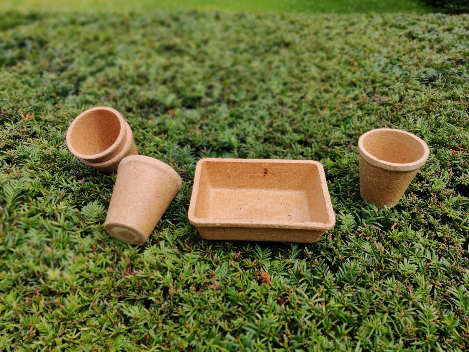 Edible cups and plates made with spent grain. 