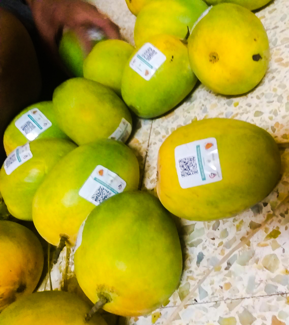 Alphonso mangoes with GI-tags