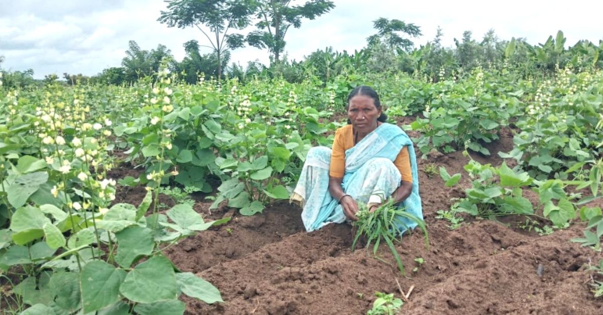 52-YO Farmer Quits Cotton & Corn; Becomes ‘Chia Queen’ to Earn 3 Times More