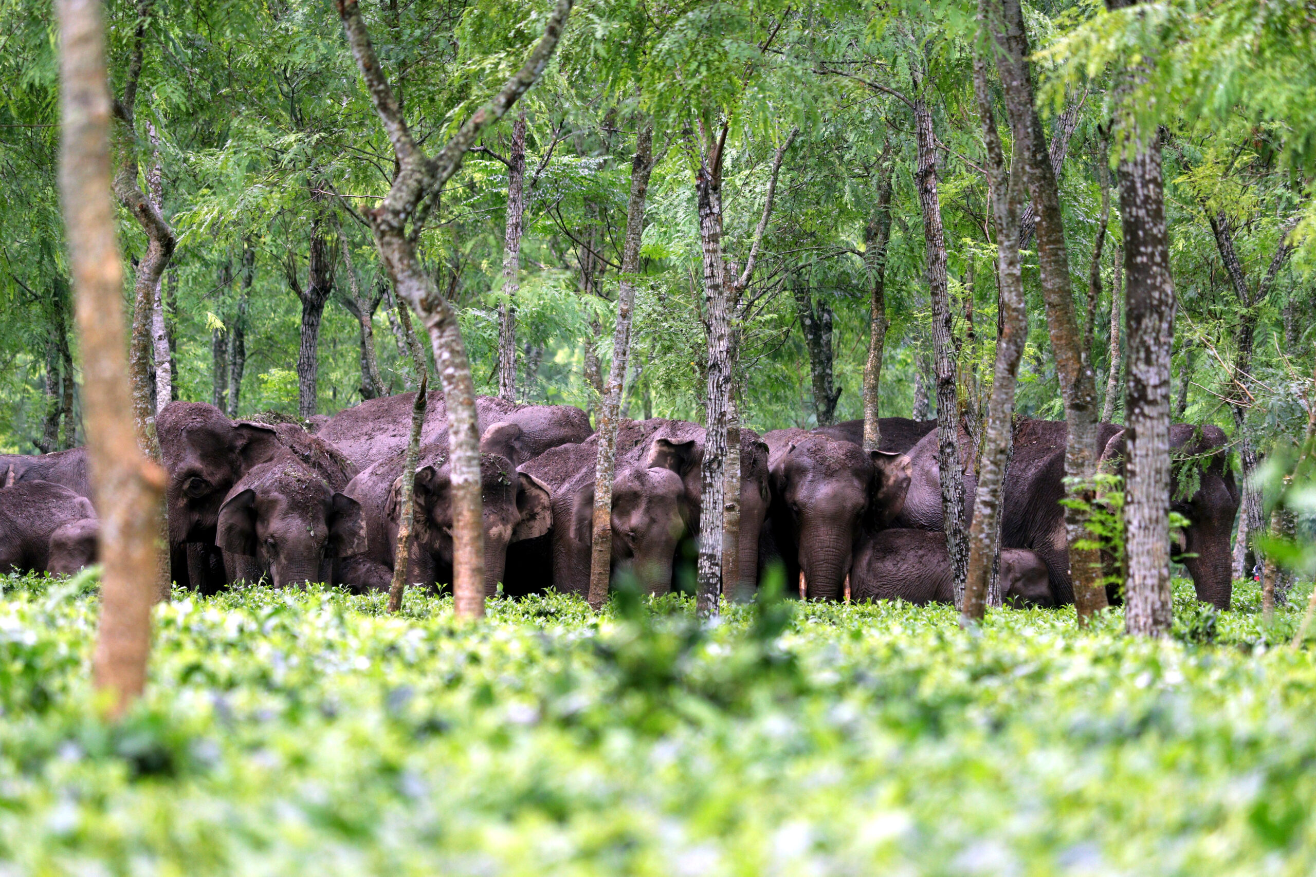 Éléphants traversant des couloirs