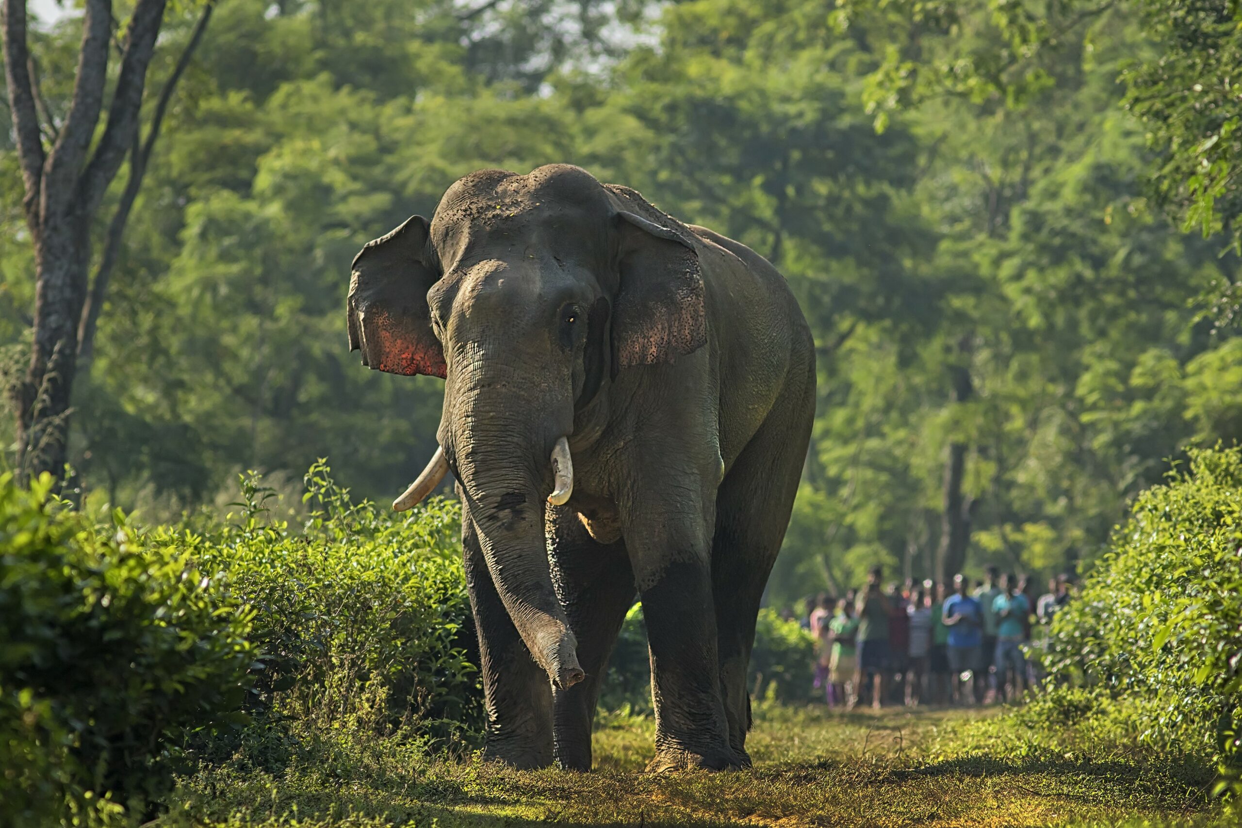 Éléphants traversant des couloirs