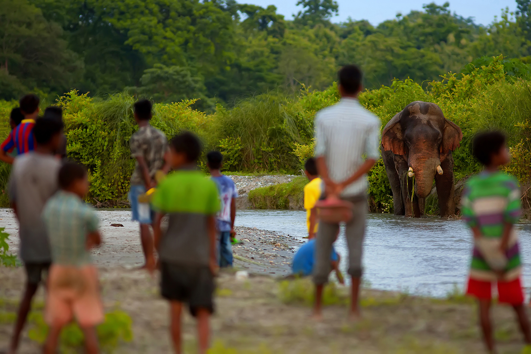 Villagers look ast the elephant