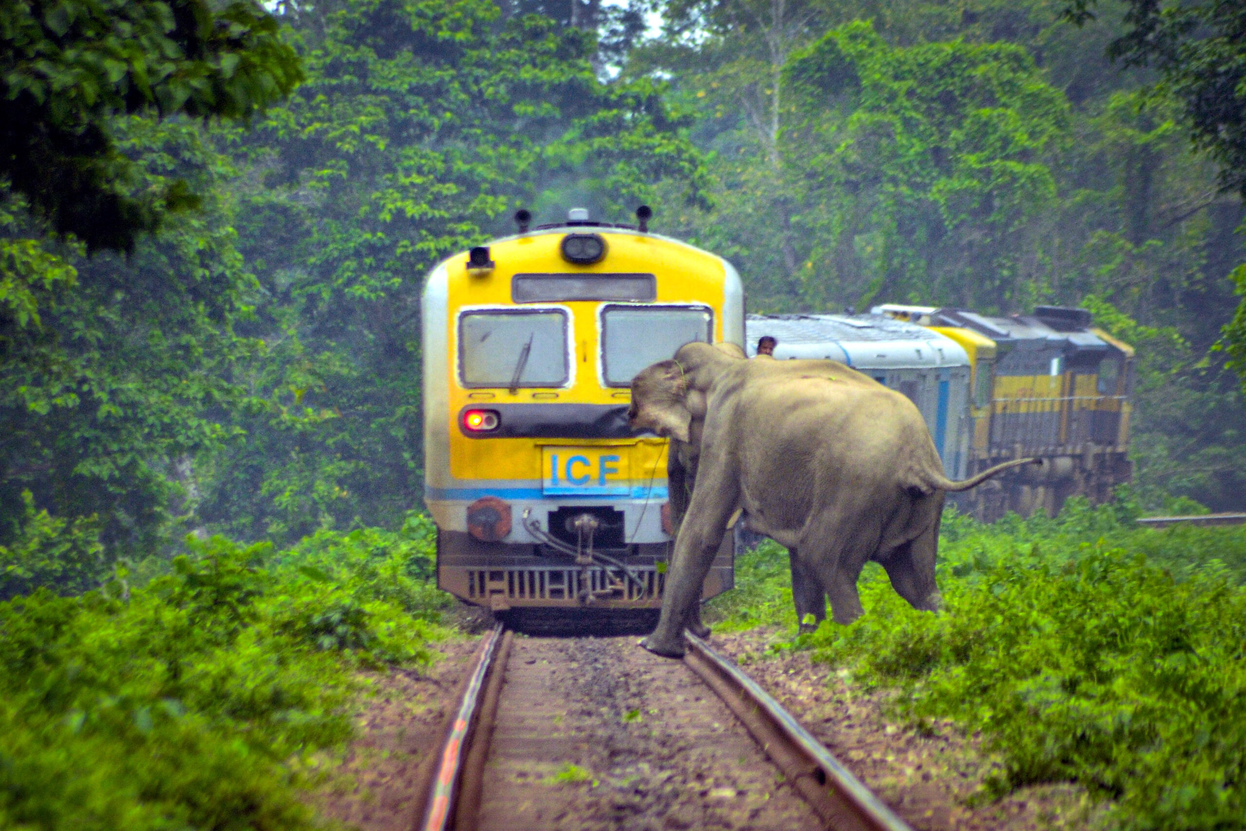 Elephant crossing railway tracks 