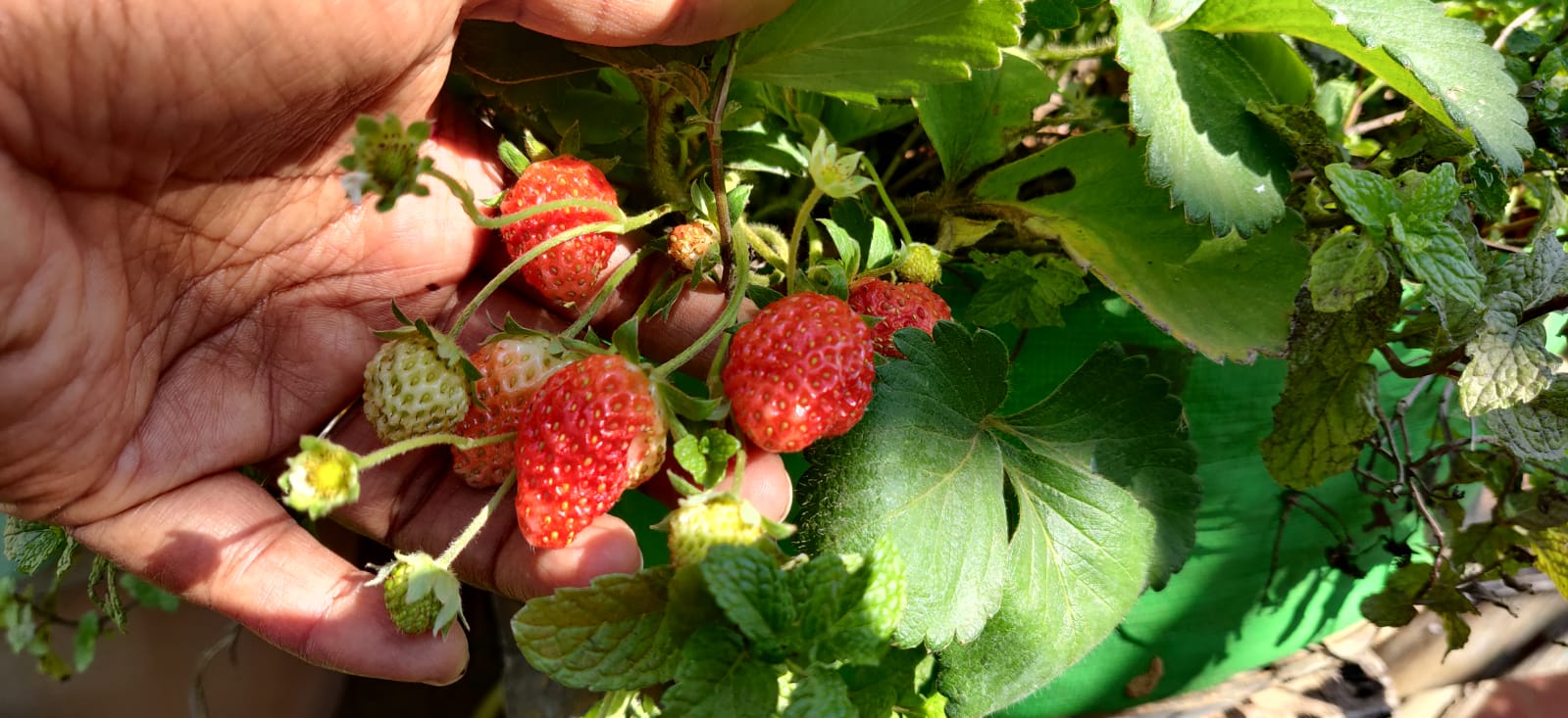 Tips to grow strawberry on Terrace 