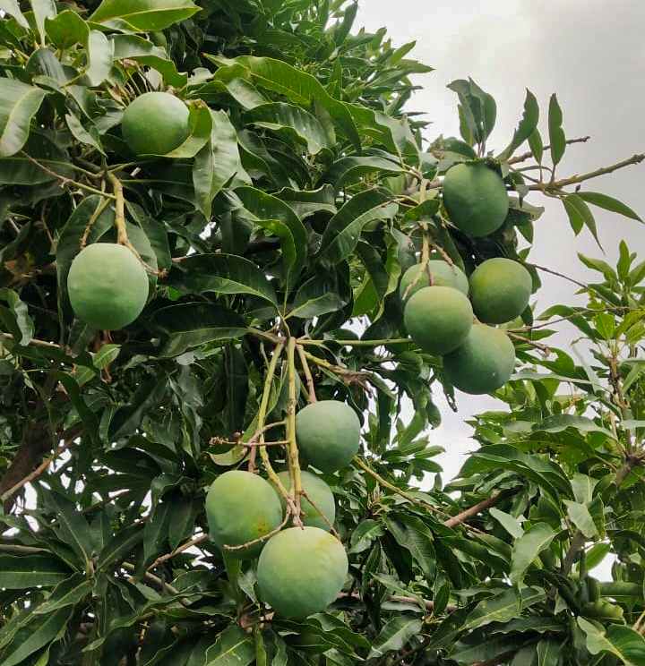 Tikhlkiya mangoes in the orchard