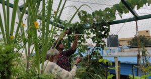Strawberries to Dragon Fruit: Gardener Shows How To Grow 10 Kinds of Fruits at Home