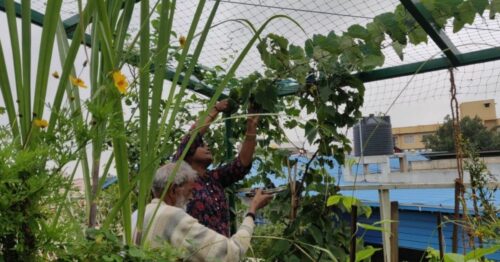 Strawberries To Dragon Fruit: Gardener Shows How To Grow 10 Kinds Of ...