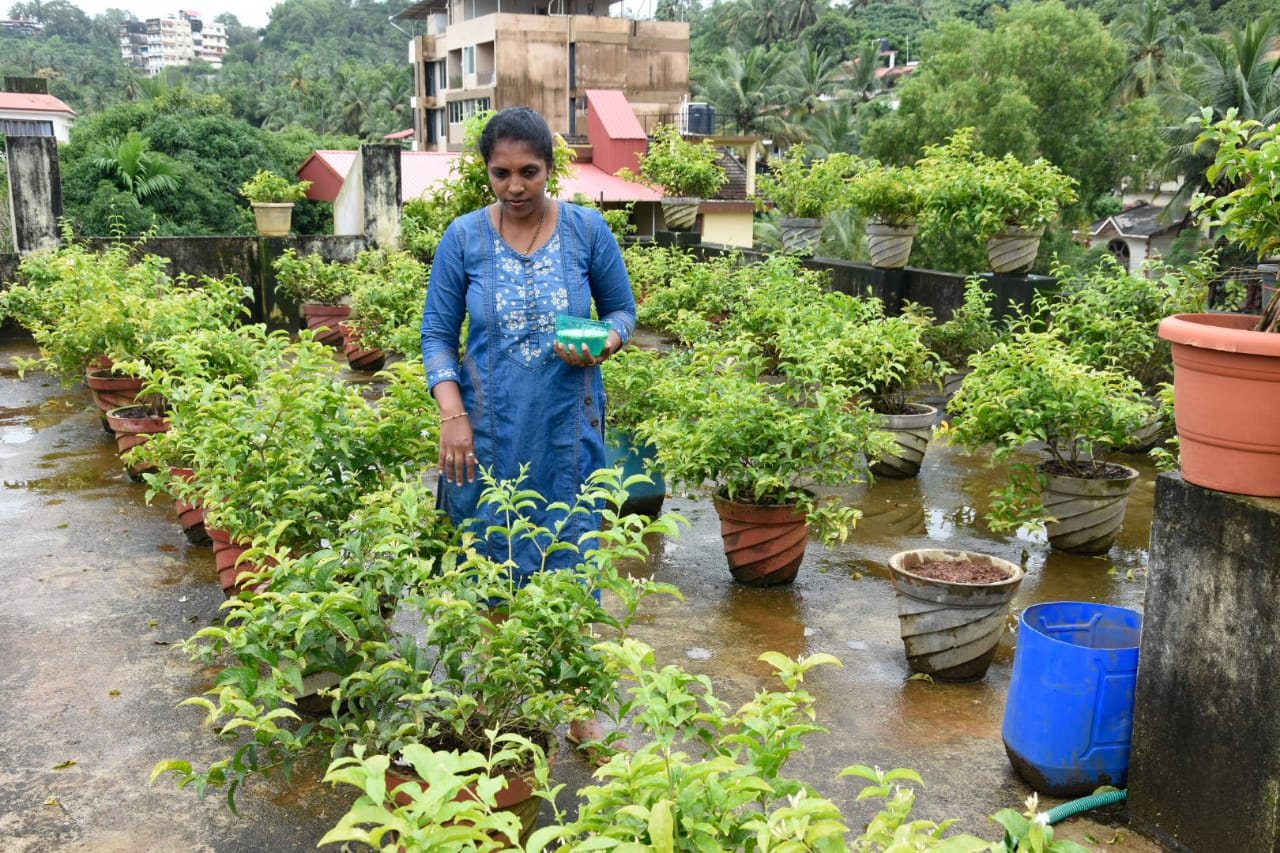 Kirana is growing jasmine in pots 