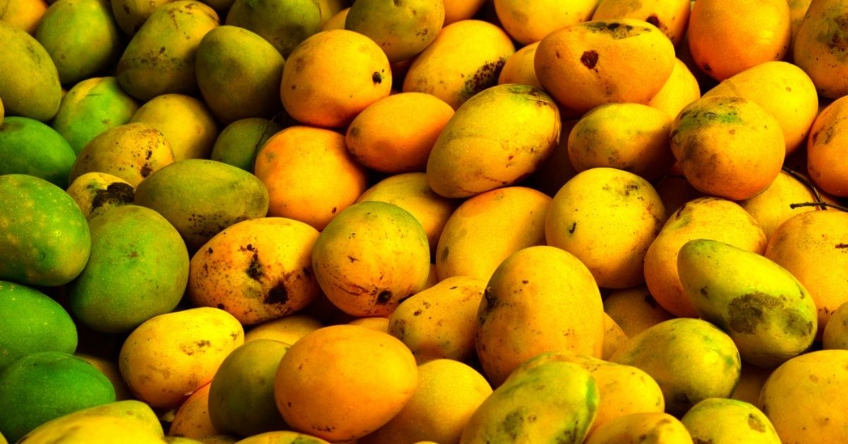 Alphonso mangoes