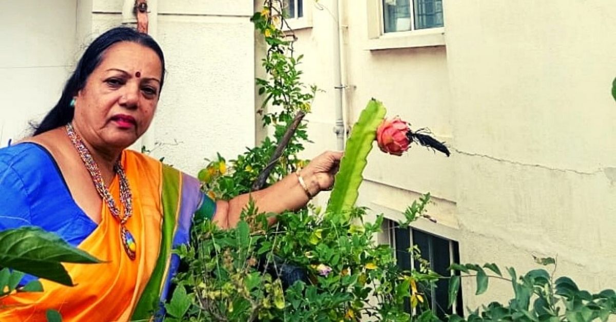 dragon fruit plant in pot