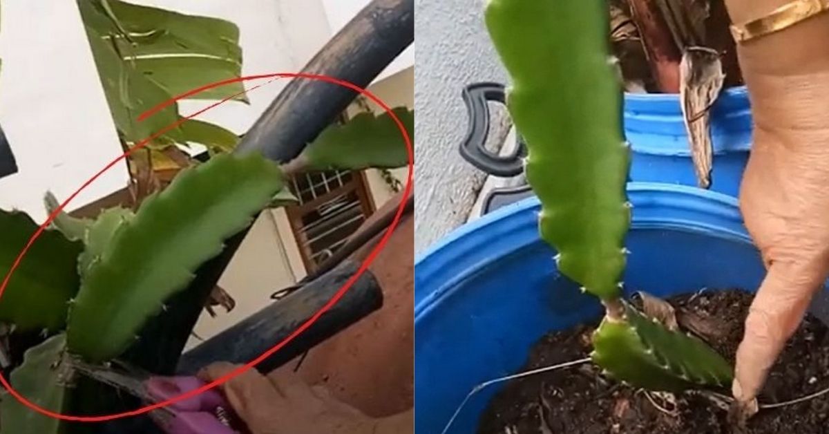 How to Grow Dragon Fruits In A Pot At Home In 6 Easy Steps