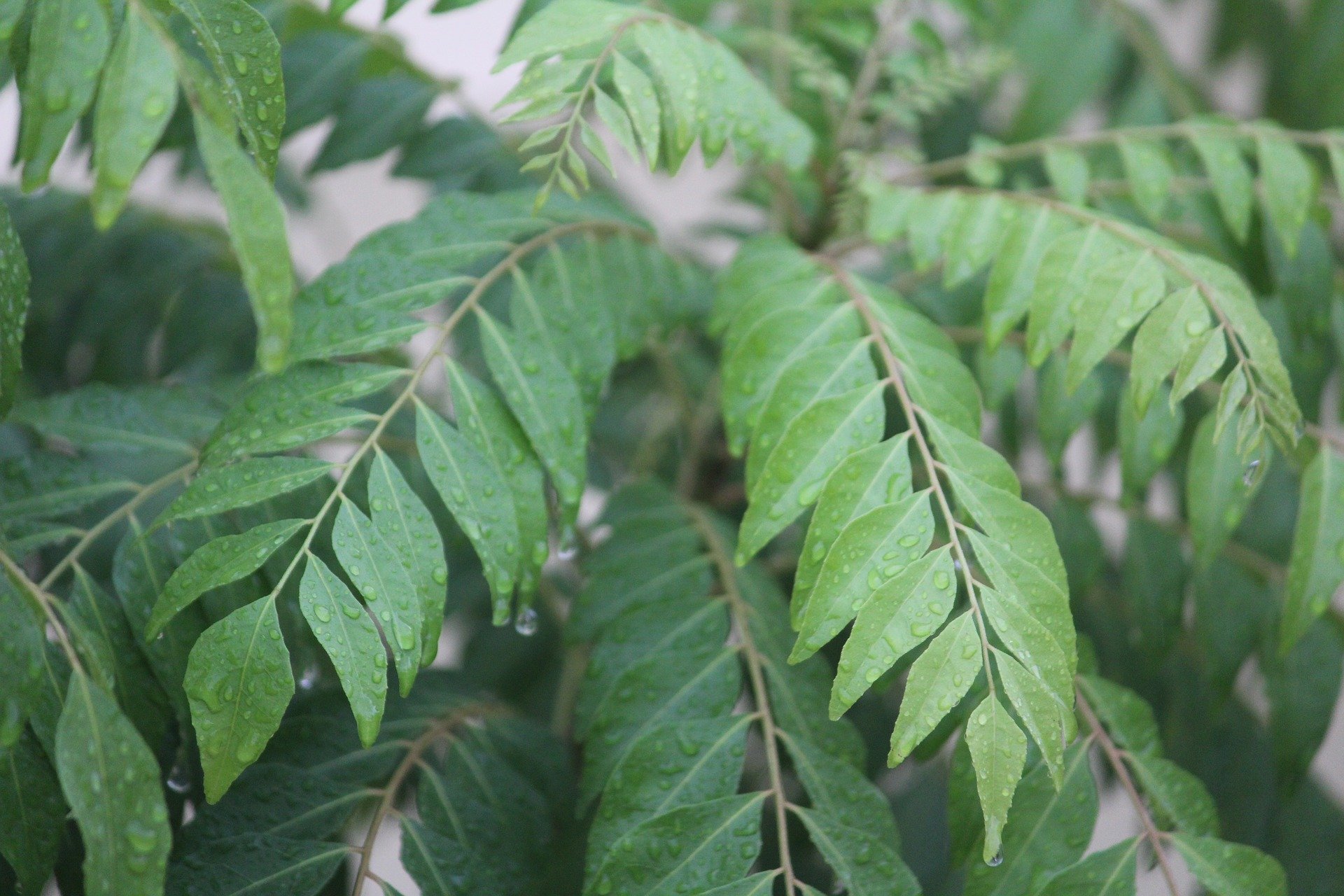 Curry leaves growing on a tree