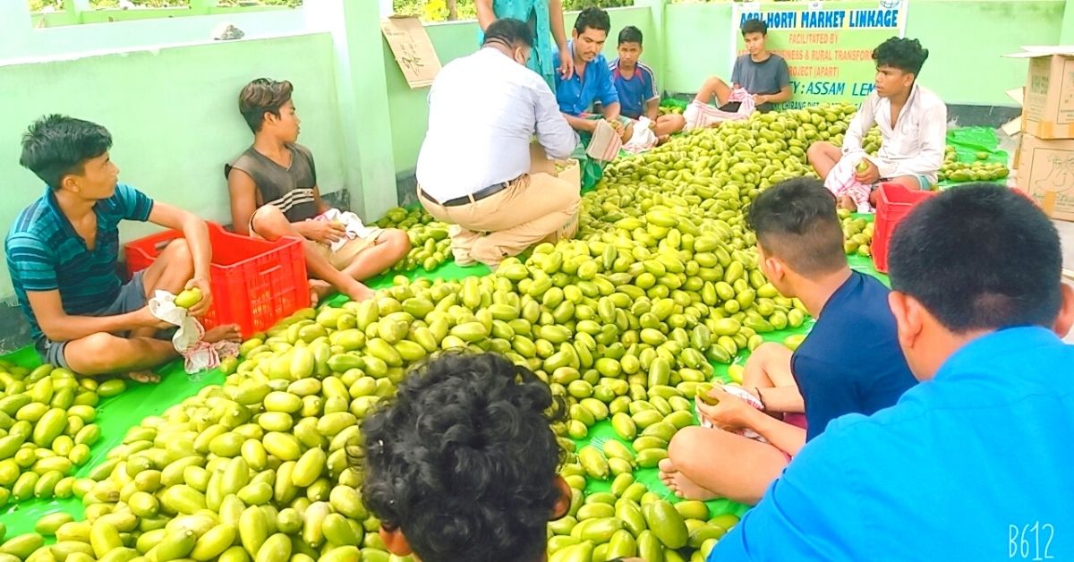 Assam farmers pack lemon for exports