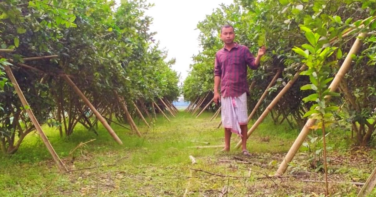 a lemon orchard