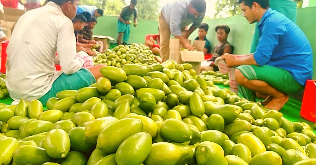 Assam’s ‘Accidental’ Seedless Lemon Variety Doubles Farmer Profits in UK