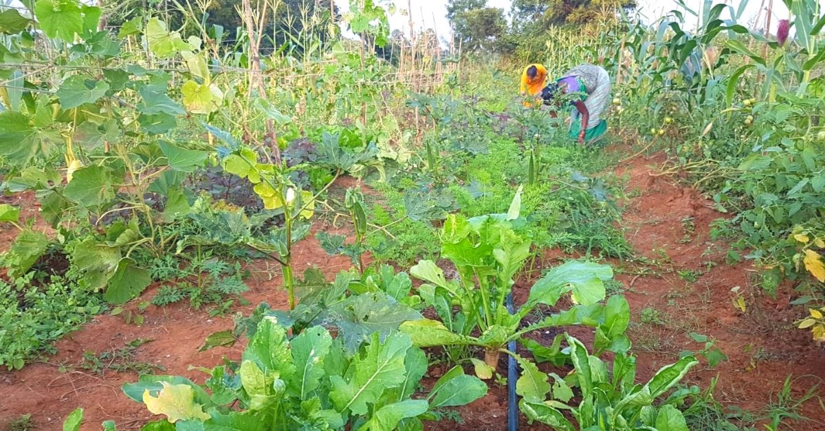 Farm labourers plant organic vegetables on behalf of customers