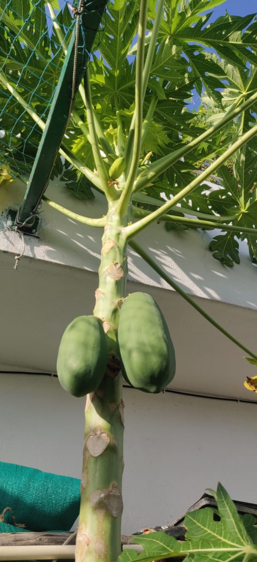 If papaya plant is bearing fruit, poking the stem with a nail or knife in such a case will help