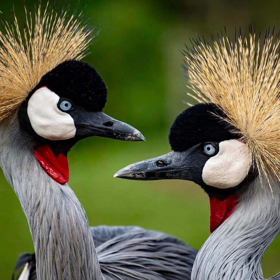 Grues couronnées grises d'Afrique