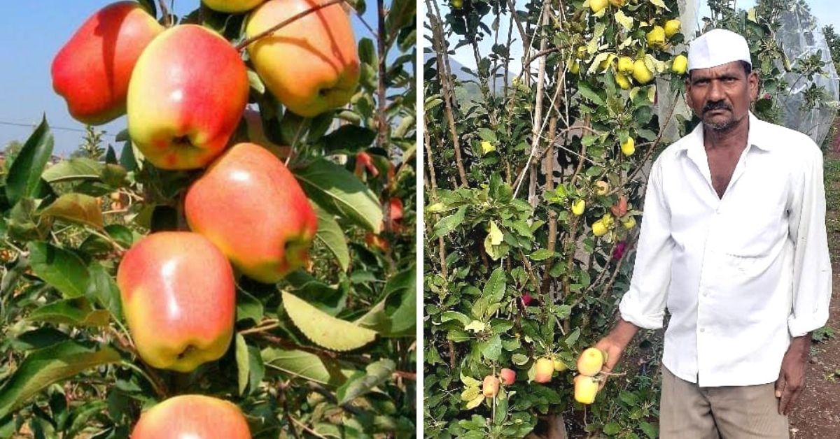 Farmer Grows Himachal Apples In Wine Capital Of India, Yields 460 Kg In First Try
