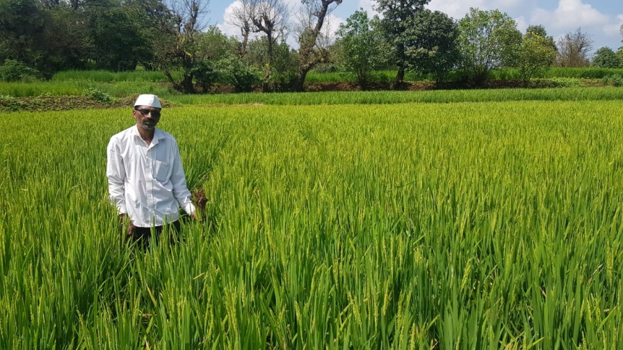 Farmer Eknath Thombre of Maval, Pune on his paddy fields 