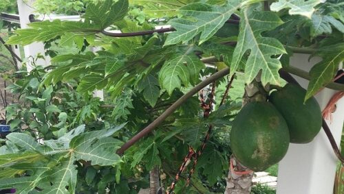 Grow Papaya at Home